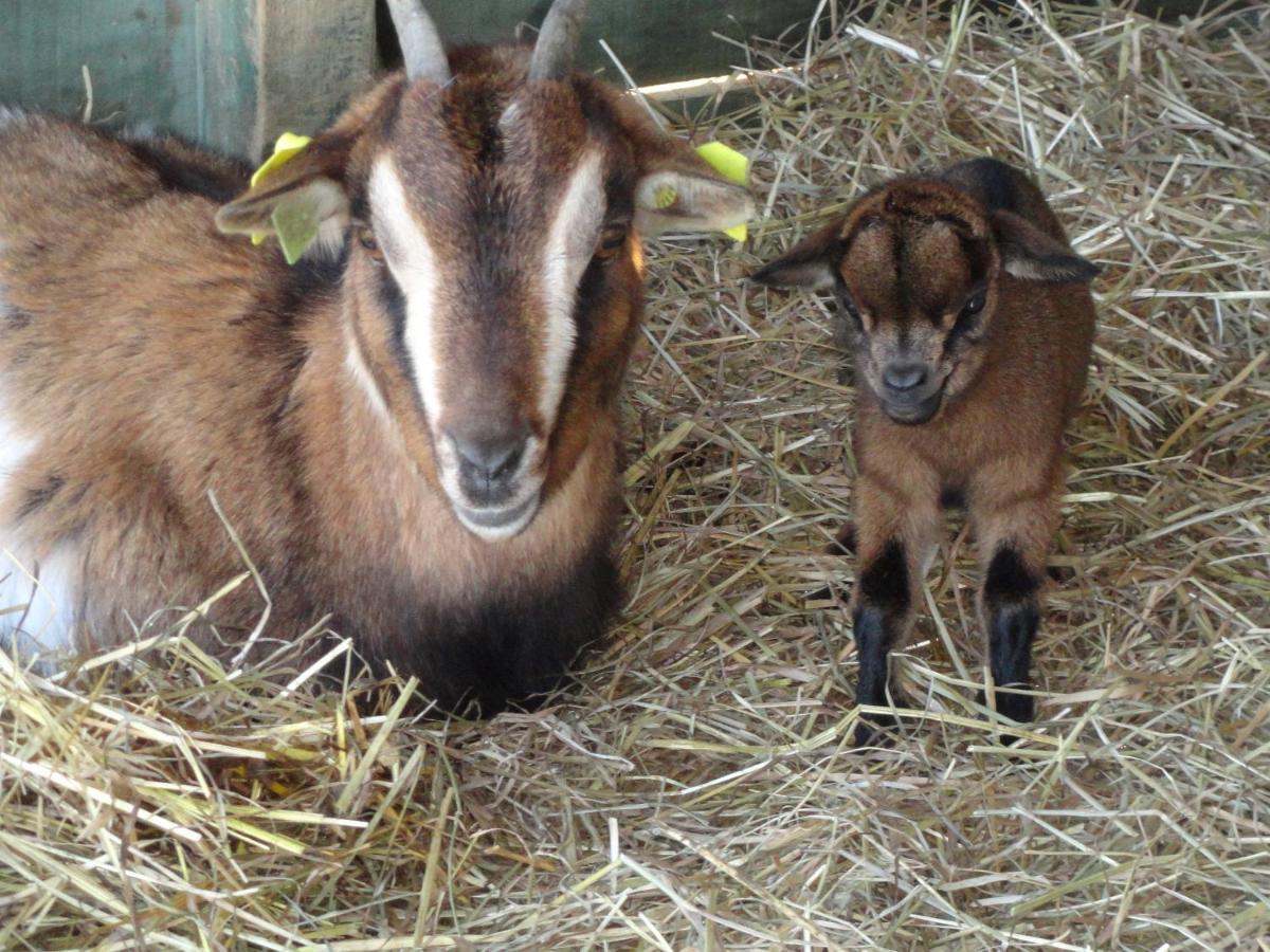 La Petite Ferme De Pouillon - Parc Animalier - Aire De Loisirs B&B 외부 사진