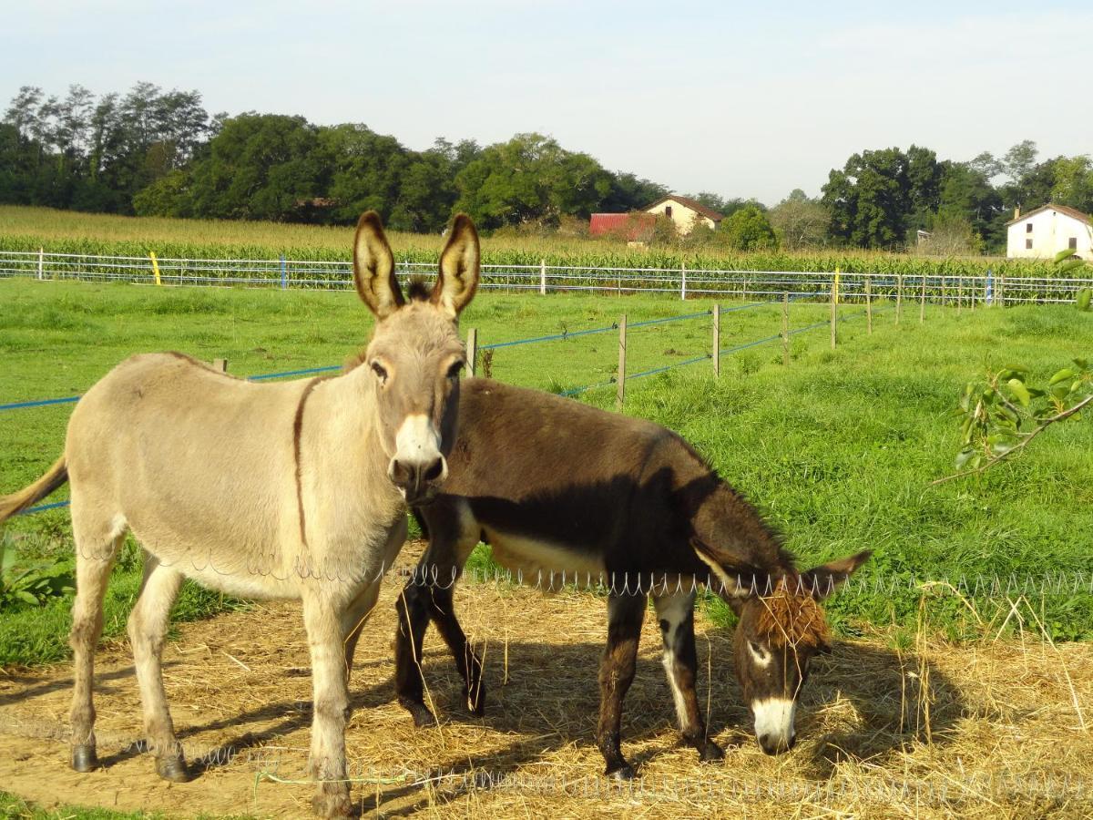 La Petite Ferme De Pouillon - Parc Animalier - Aire De Loisirs B&B 외부 사진
